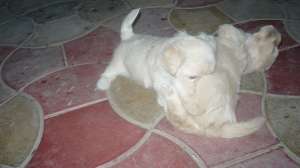 bichon havanez