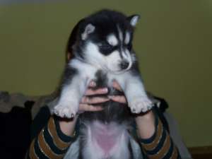 catei husky de vanzare !