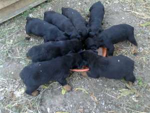 pui rottweiler