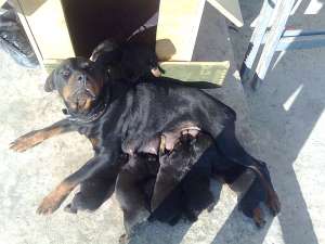 pui rottweiler