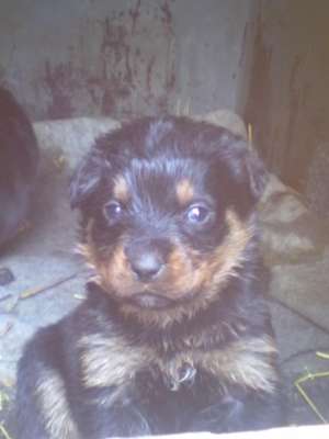 vand pui de rottweiler