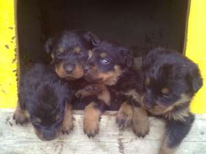 vand pui de rottweiler