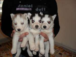 husky suppperr frumosi