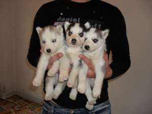 husky suppperr frumosi