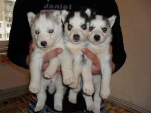 husky suppperr frumosi