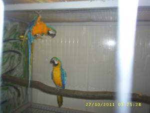 VAND ARA GALBEN&ALBASTRU,     update.05.01.2012