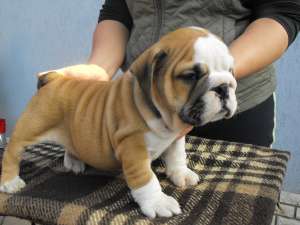 Bulldog Englez masculi si femele cu sau fara pedigree