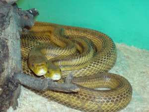 vand serpi : 2 elaphe obsoleta quadrivittata pereche si 1 elaphe obsoleta obsoleta