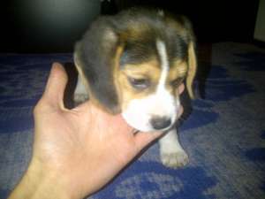 Beagle mascul de vanzare