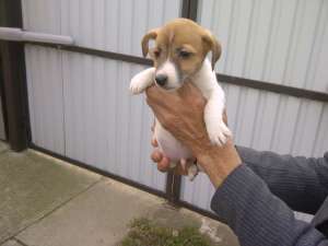 Jack Russel Terrier