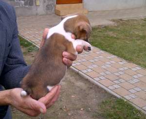 Jack Russel Terrier