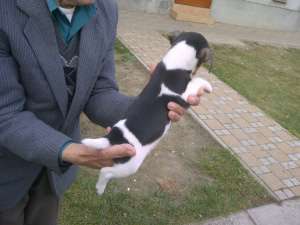 Jack Russel Terrier