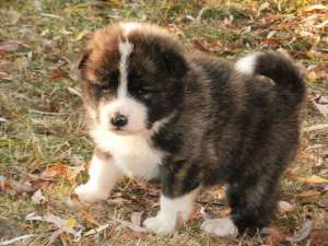 Akita Inu Japonez