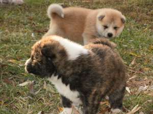 Akita Inu Japonez