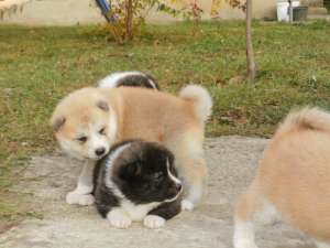 Akita Inu Japonez