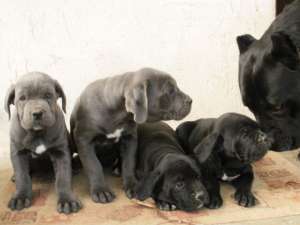 Cane Corso femela masculi