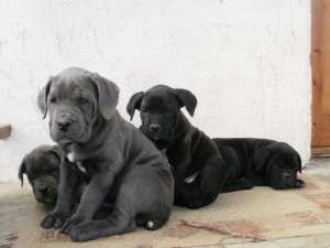 Cane Corso femela masculi