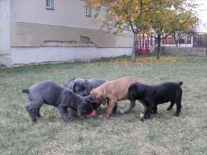 Cane Corso femela masculi