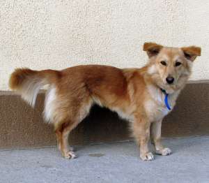Catelusa talie mica spre adoptie