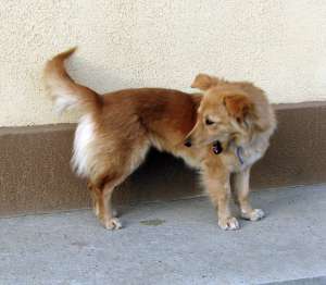 Catelusa talie mica spre adoptie