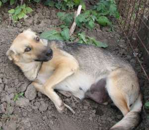 Catelusa talie medie spre adoptie