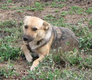 Catelusa talie medie spre adoptie