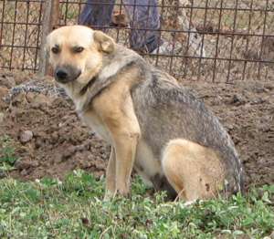 Catelusa talie medie spre adoptie