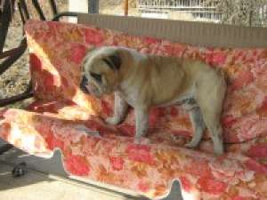 VAND BULLDOG ENGLEZ MASCUL
