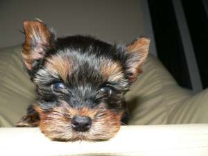pui de yorkshire terrier