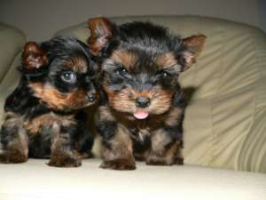 pui de yorkshire terrier