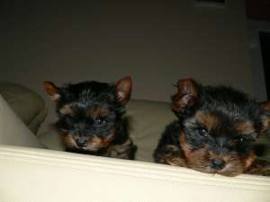 pui de yorkshire terrier