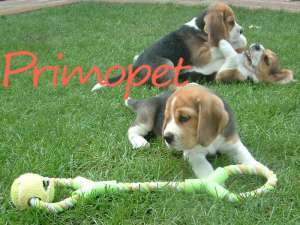 Vanzare catei Beagle