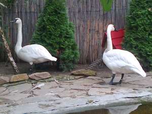 VAND LEBEDE NEGRE,  RATE MANDARIN,  GISTE EXOTICE