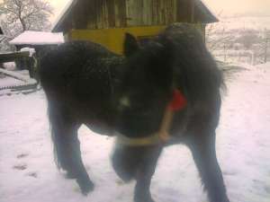 vand cal negru