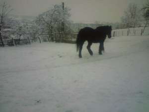 vand cal negru