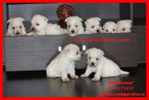 Westie draguti de la crescator