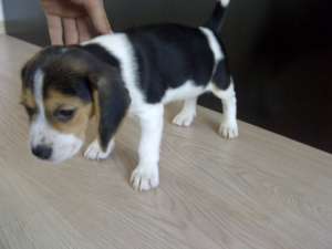 Beagle tricolor