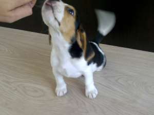 Beagle tricolor