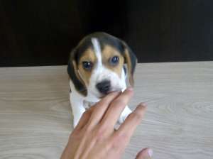 Beagle tricolor