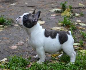 vand pui Bulldog Francez
