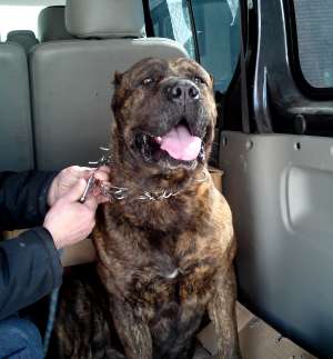 Presa Canario femela exceptie