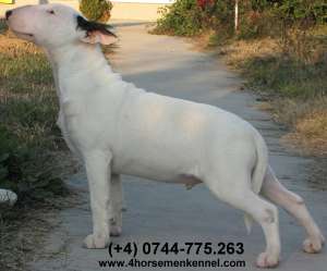 Oferta unica! Pui bull terrier