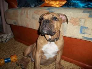 de vanzare catel buldog englez 3 luni