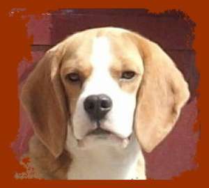 pui beagle cu pedigree.]