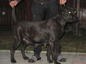 vand pui cane corso din parinti exceptionali