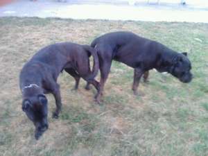 vand pui cane corso din parinti exceptionali