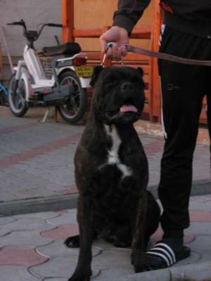 ofer ptr MONTA mascul cane corso