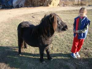 Vand pereche ponei