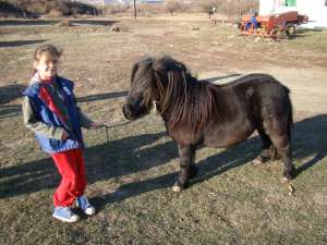 Vand pereche ponei