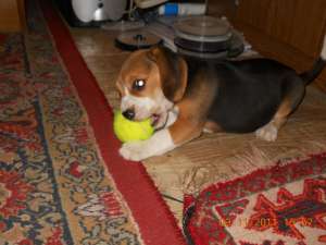 Vand Beagle